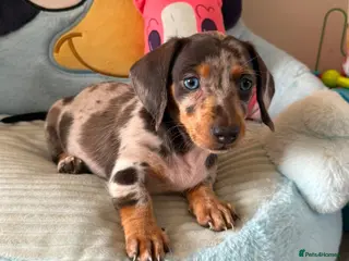 Miniature Dachshund dogs EXTREME CUTENESS! MINIATURE DACHSHUND PUPPIES ❤️🤍 - Advert 1