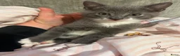 Mixed Breed cats for sale: Family kittens for sale  in Billingshurst - Advert 5