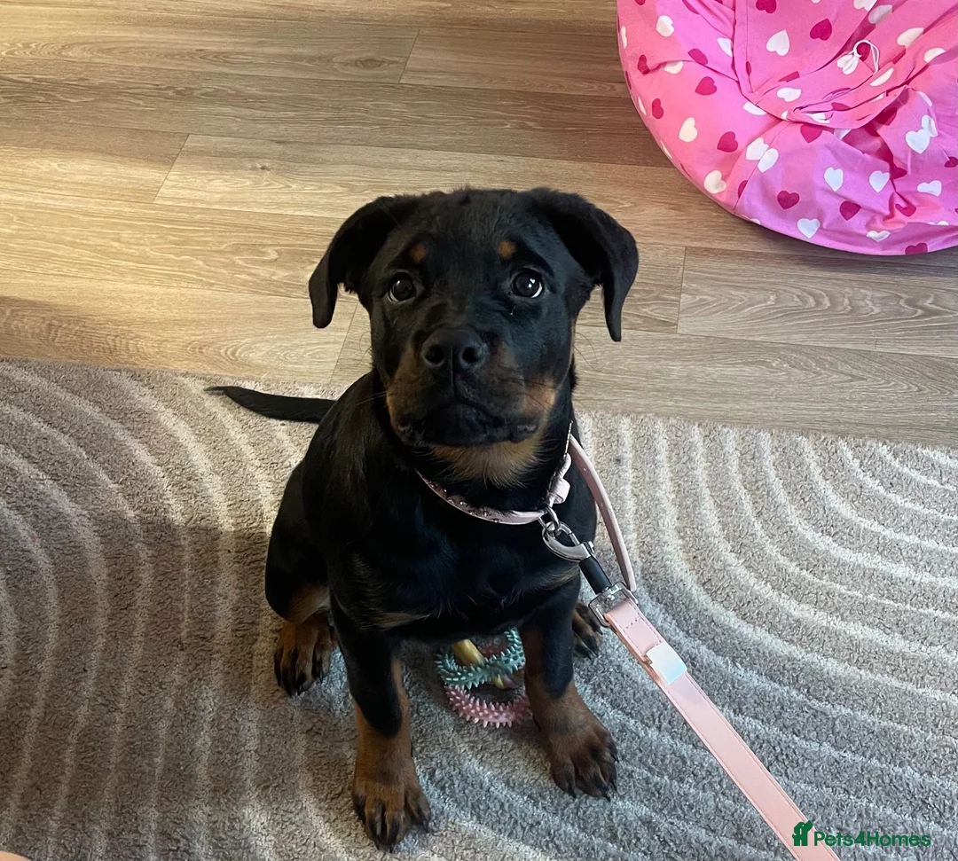 Rottweiler dogs for sale: German Rottweiler puppy bitch 14 weeks in Wirral - Advert 1