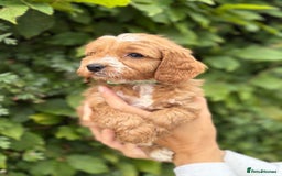 Cockapoo dogs for sale: Adorable F1 Cockapoo puppies - Image 10