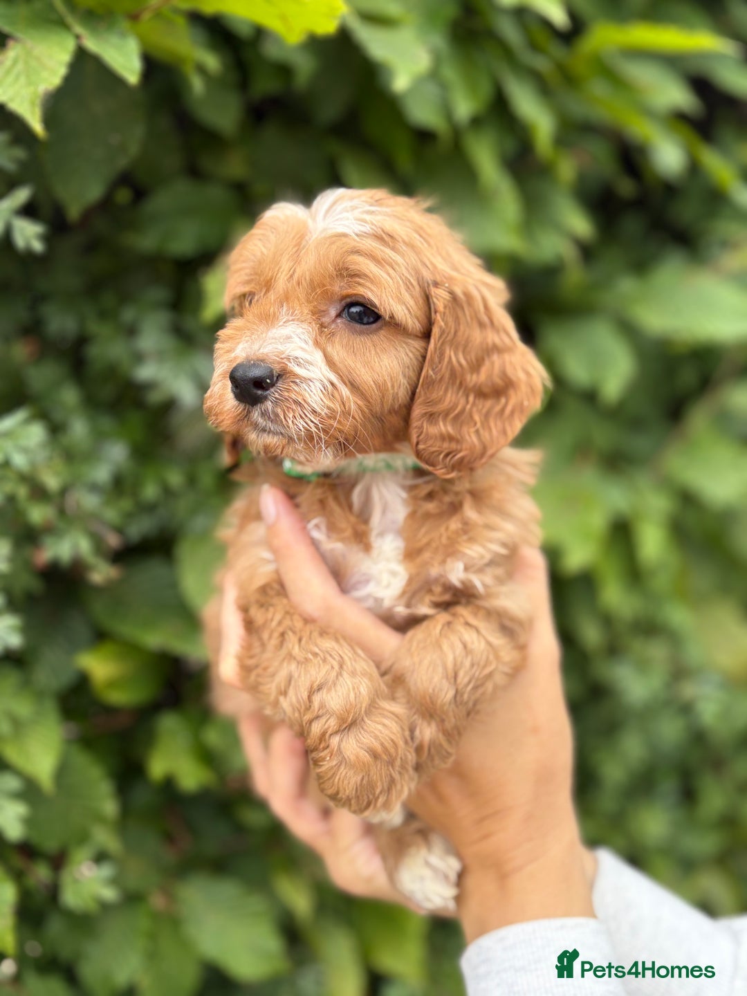 Cockapoo dogs for sale: Adorable F1 Cockapoo puppies - Image 10