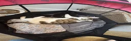 Domestic Shorthair cats for sale: 4 kittens for sale  - Advert 10