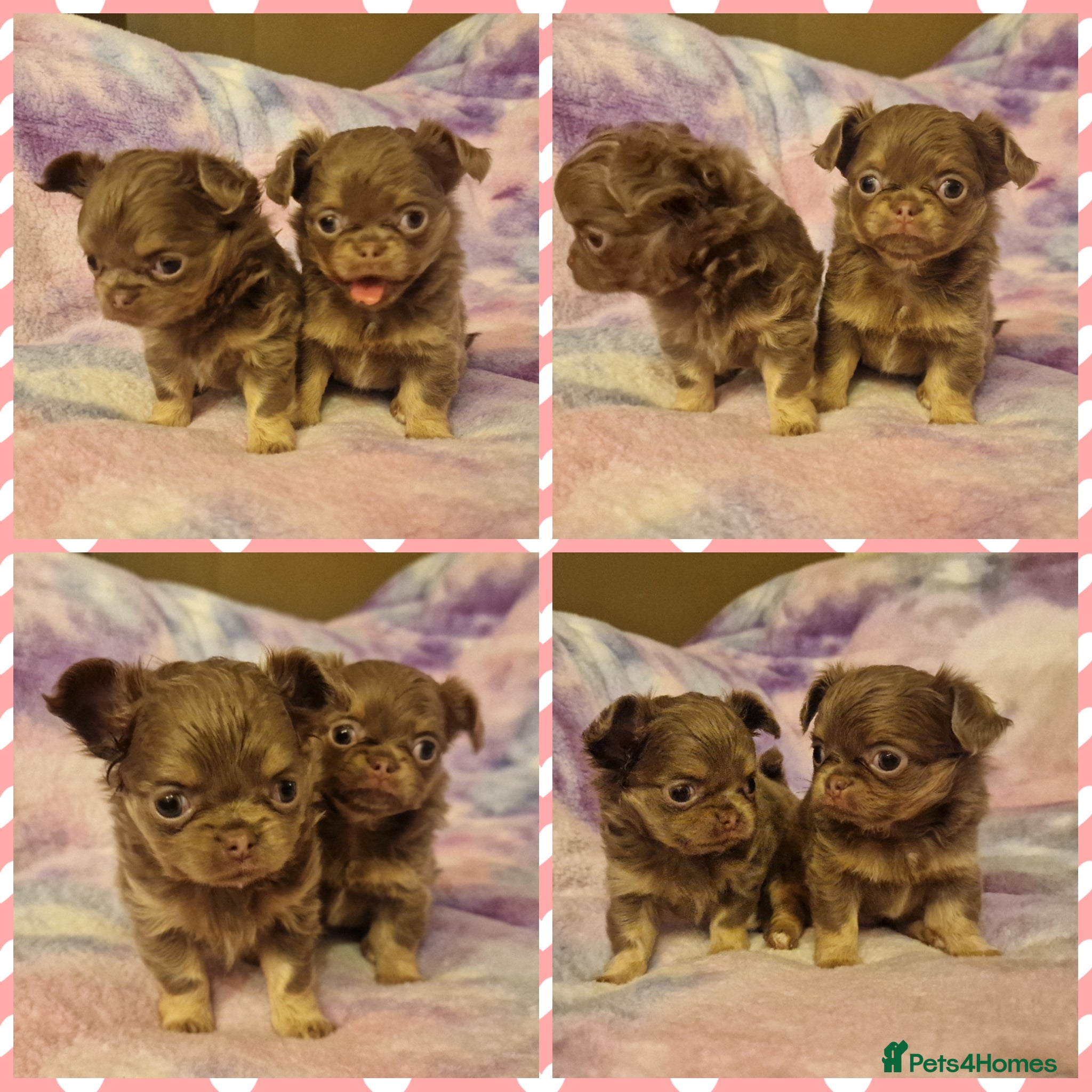 Chihuahua dogs LILAC LONGHAIRED CHIHUAHUAS  - Advert 6