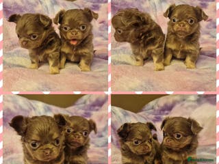 Chihuahua dogs LILAC LONGHAIRED CHIHUAHUAS - Advert 4