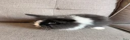 Mini Lion Lop rabbits for sale: Lion head - Advert 3
