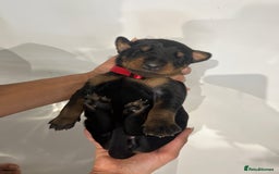 Dobermann dogs for sale: 🏆Supreme Dobermanns - Where Excellence Begins 🏆 - Image 28