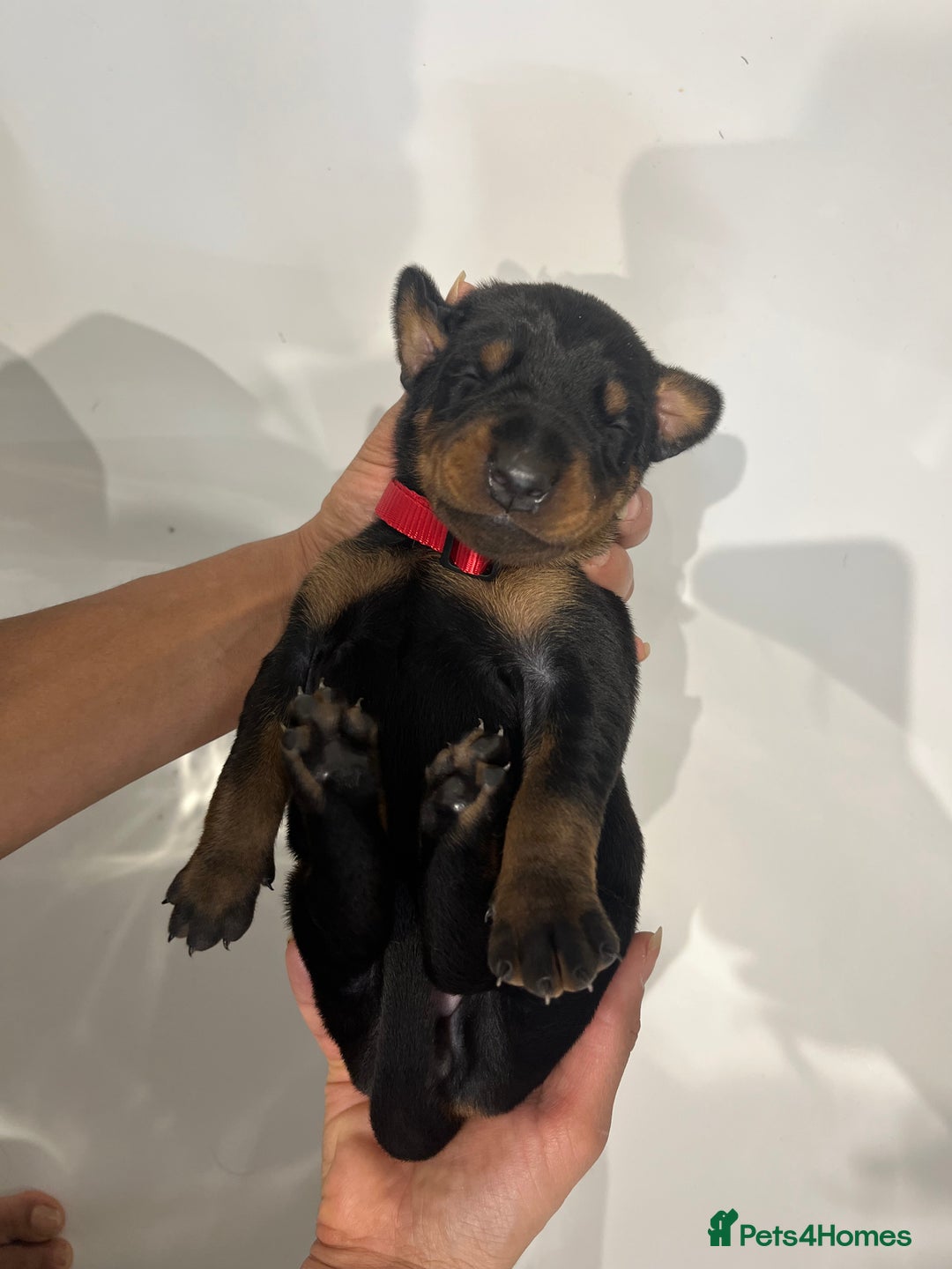 Dobermann dogs for sale: 🏆Supreme Dobermanns - Where Excellence Begins 🏆 - Image 28