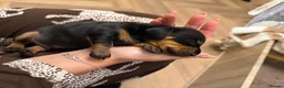 Miniature Dachshund dogs for sale: Two Miniature Dachshund Boys 🩵🐾 - Advert 10