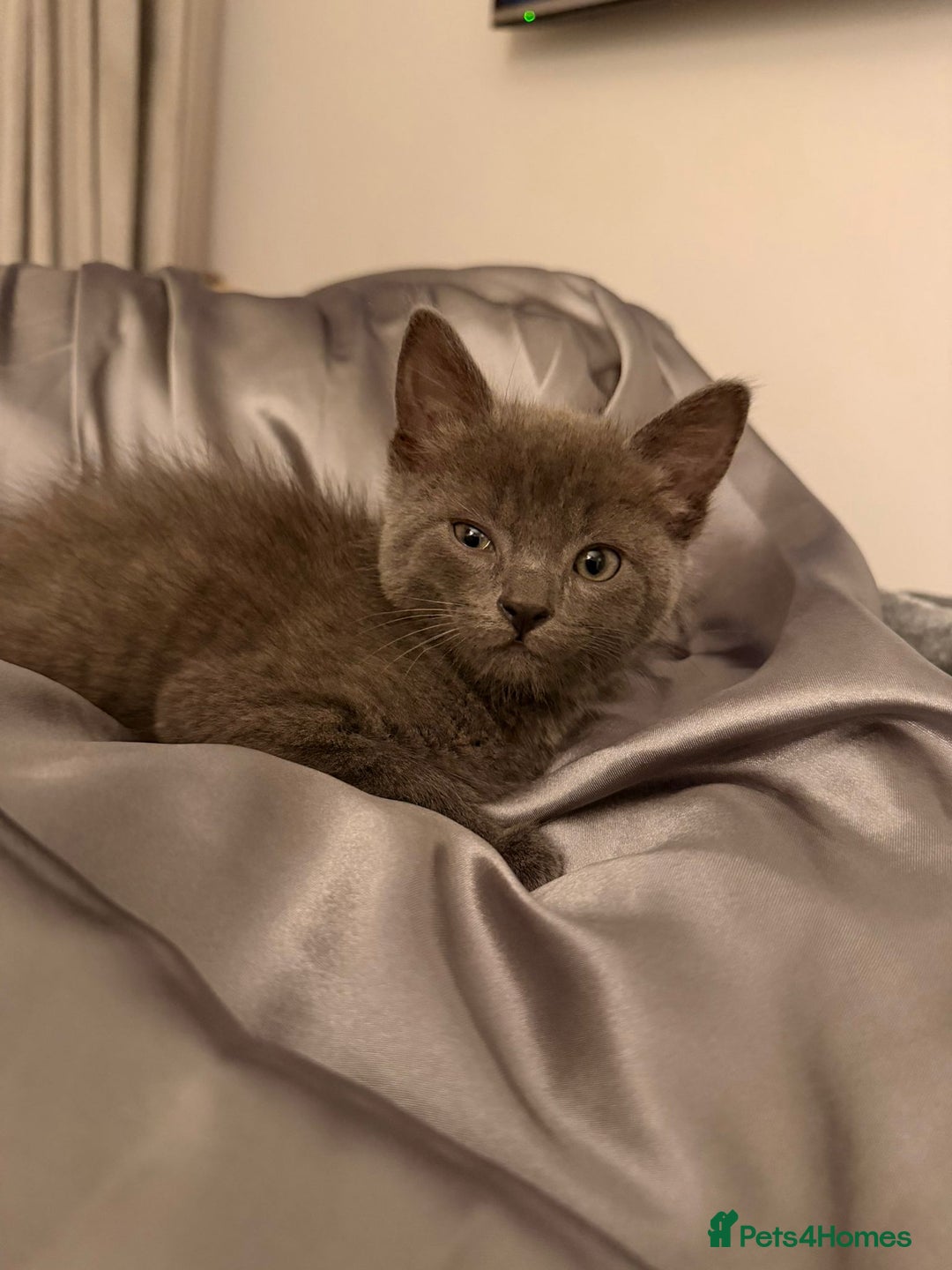 Russian Blue cats for sale: British shorthair - Advert 6