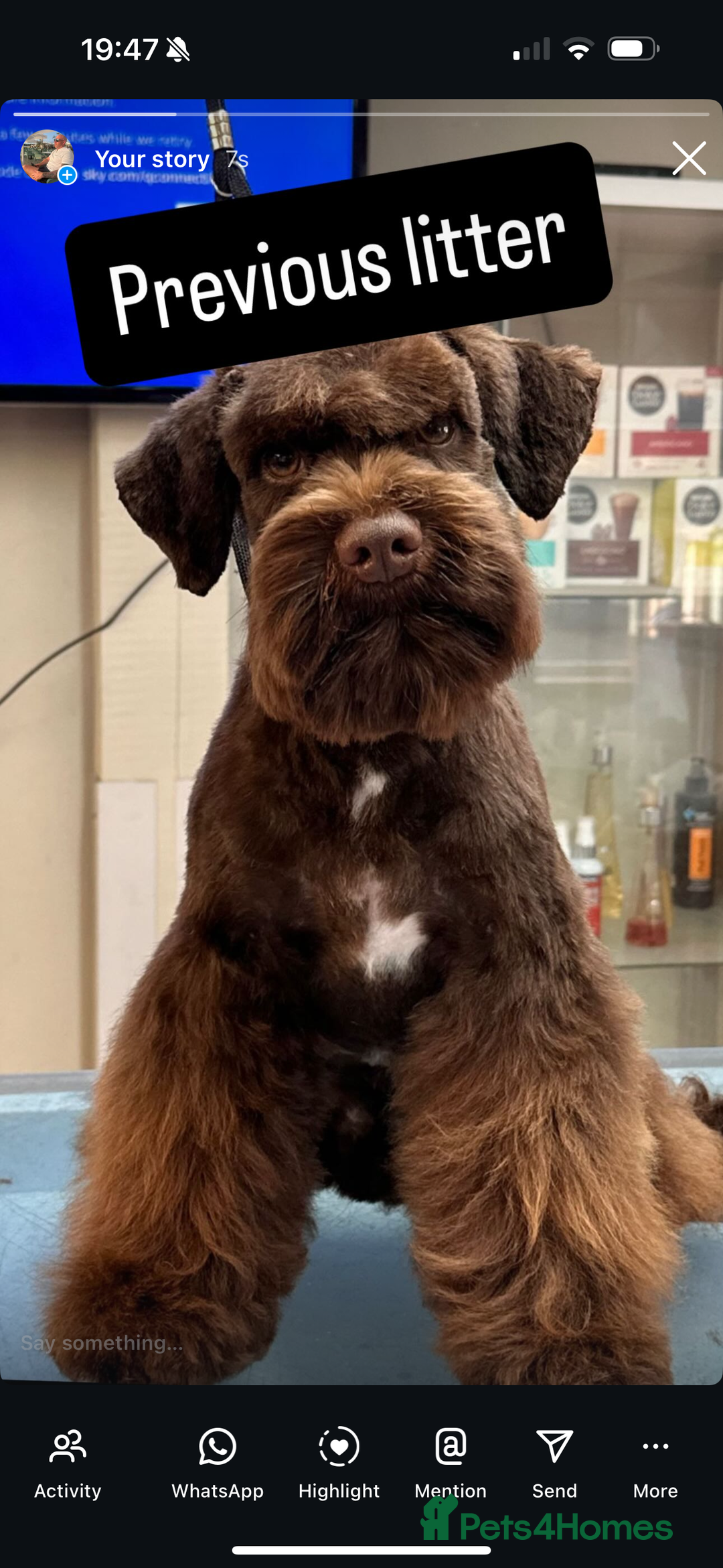 Miniature Schnauzer dogs for sale: Ready to come home mini chocolate schnauzer,s - Image 8
