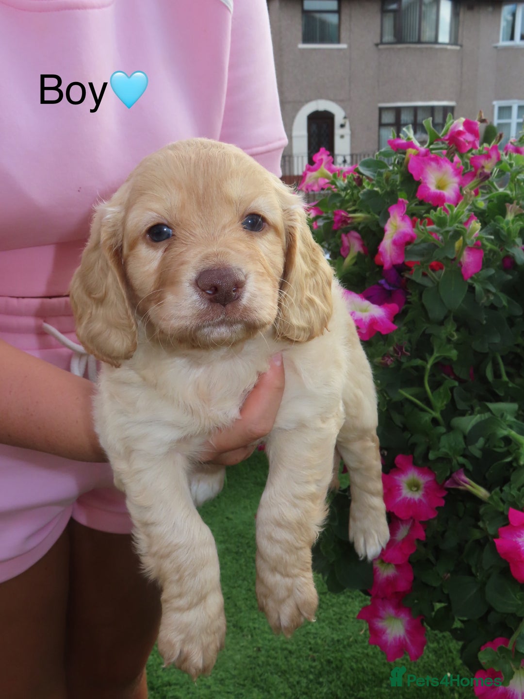 Cockapoo dogs for sale: Beautiful cockerpoo puppies  - Image 34