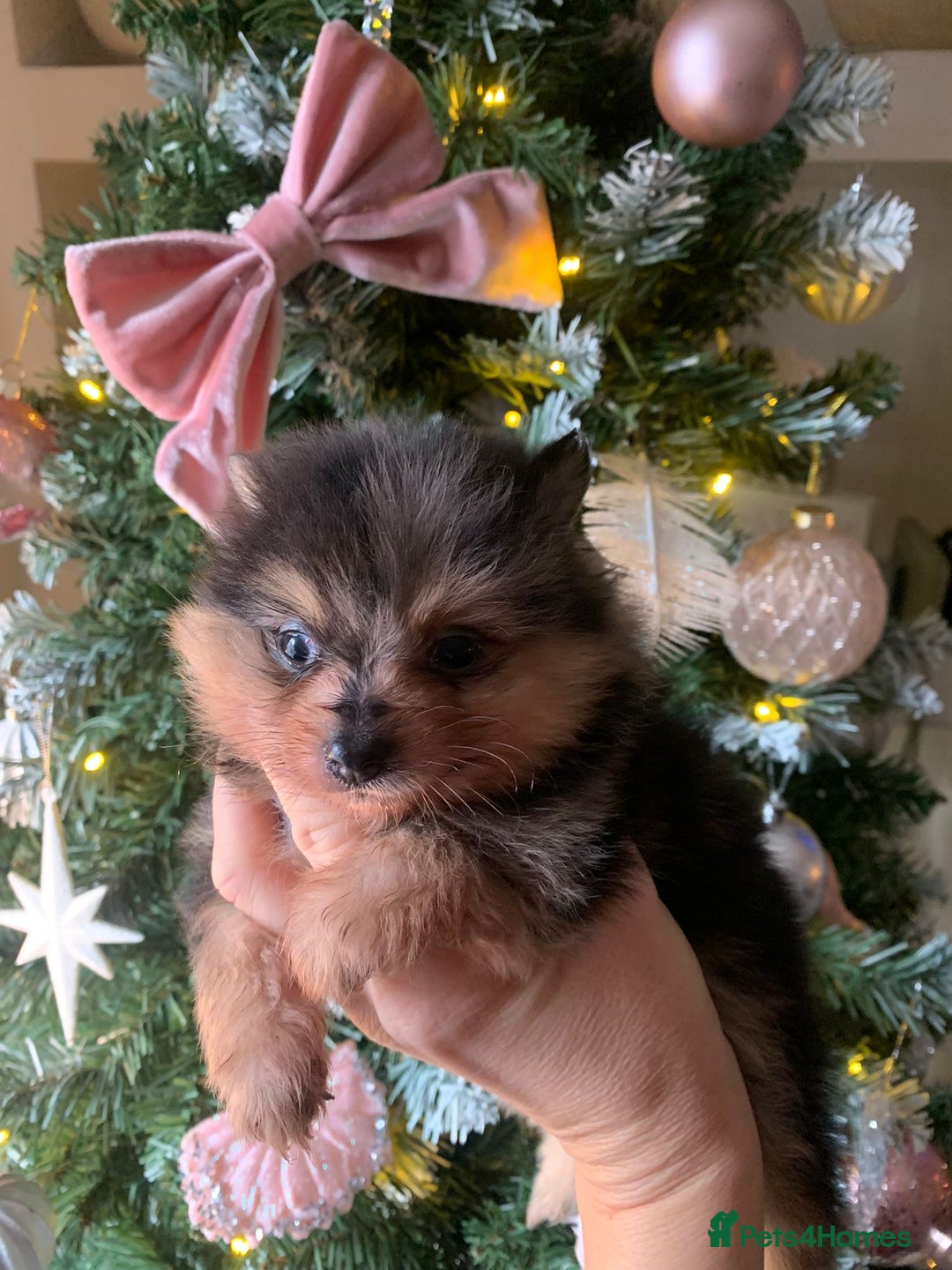 Pomeranian dogs for sale: Pomeranian puppies   - Advert 2