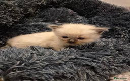 Ragdoll cats for sale: ragdoll kittens for sale - Image 3