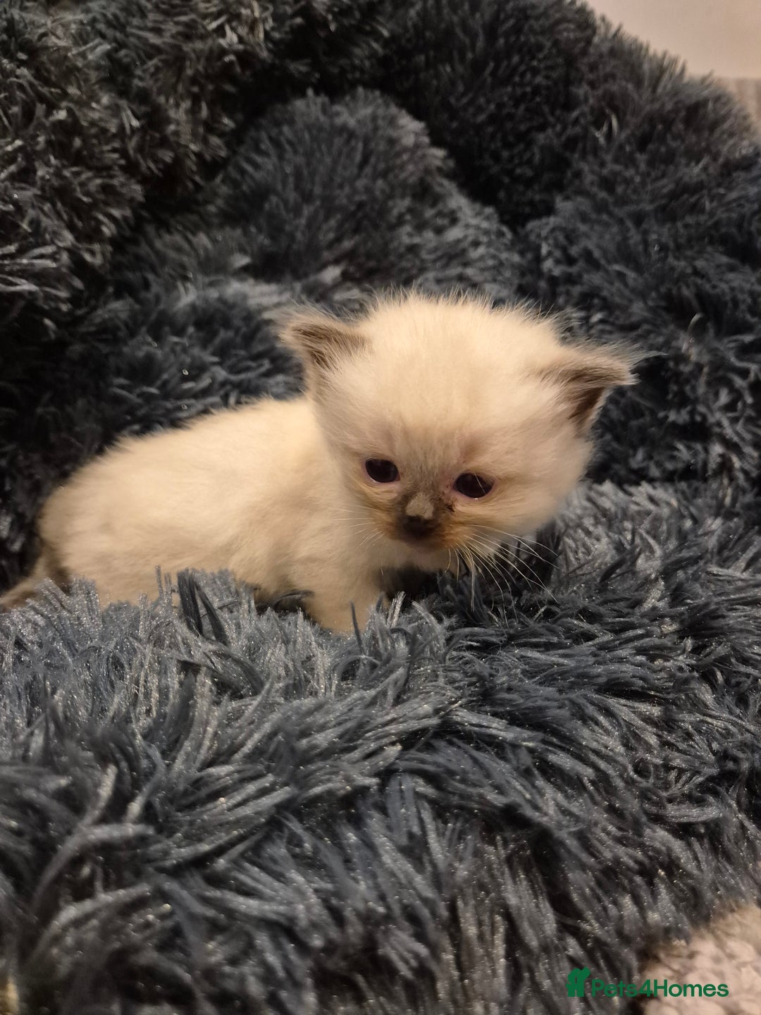 Ragdoll cats for sale: ragdoll kittens for sale - Image 3