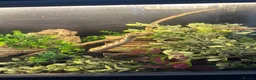Python Snake reptiles for sale: male ball python - Advert 1