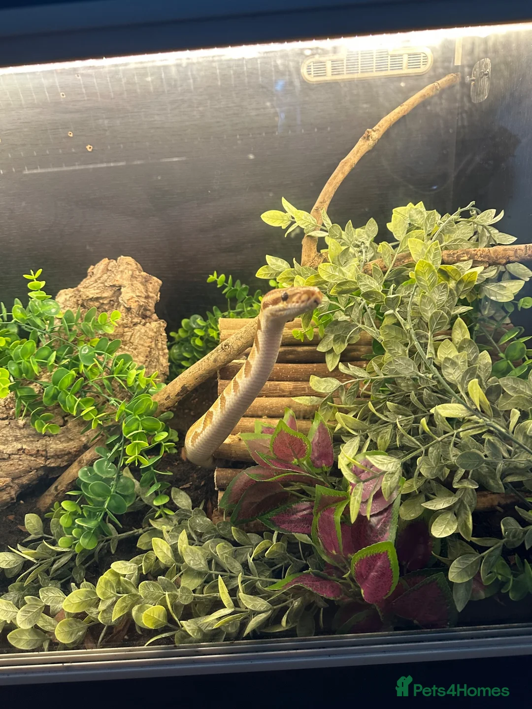 Python Snake reptiles for sale: male ball python - Advert 1