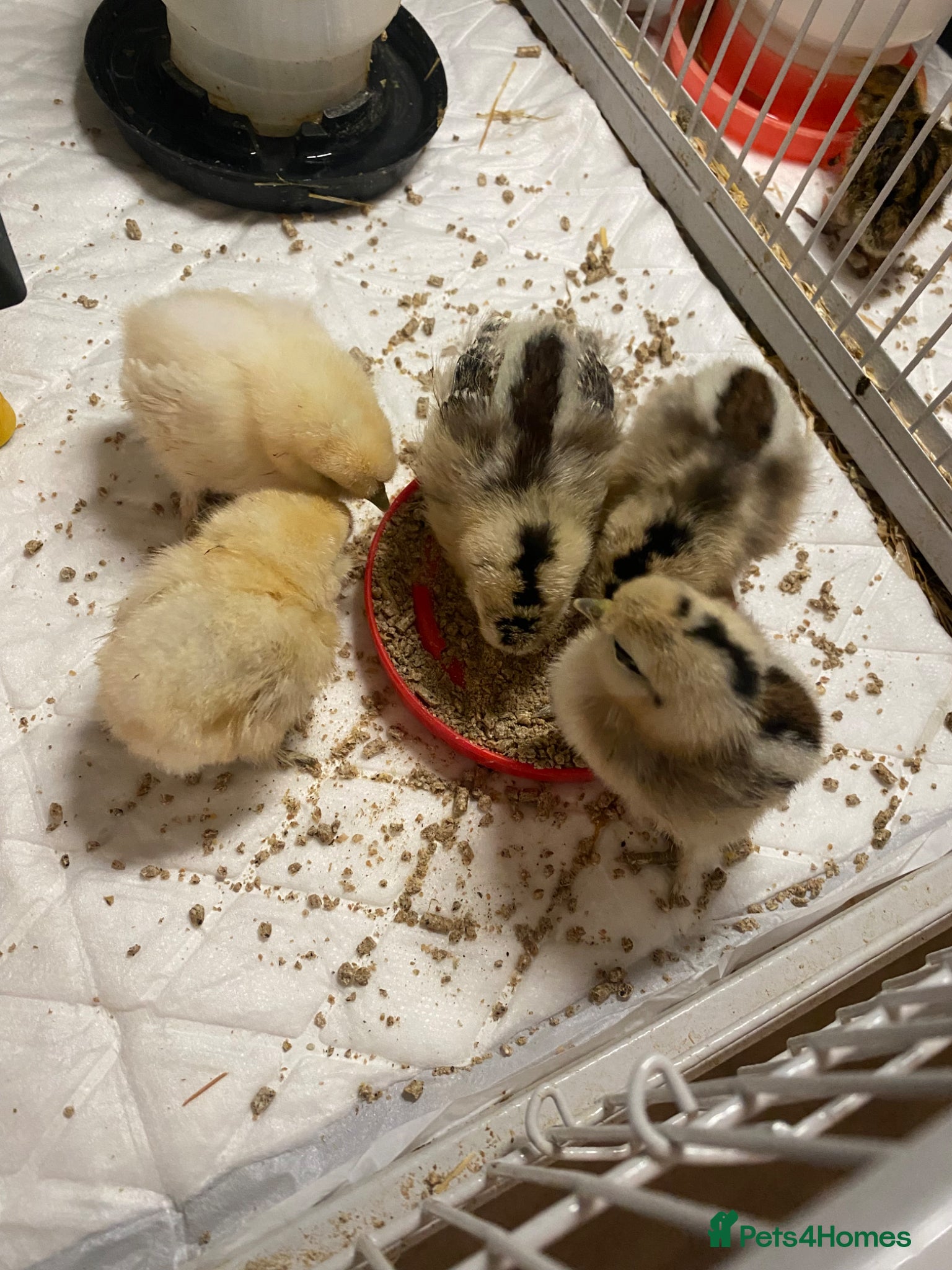Chickens poultry for sale: Silkies for sale - Advert 1
