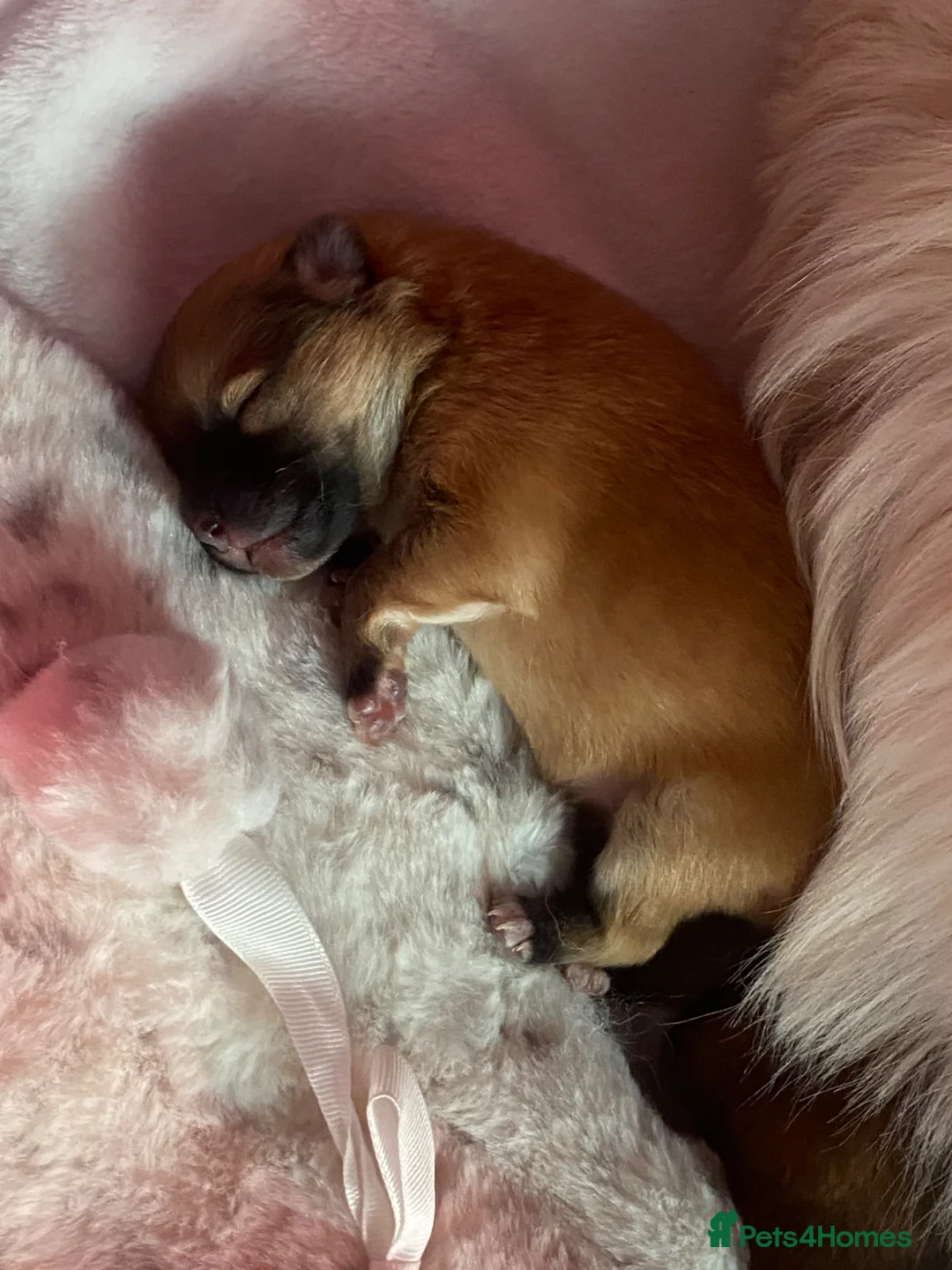 Japanese Spitz dogs for sale: Pomeranian spitz  in Glasgow - Advert 2
