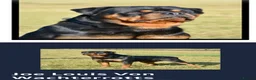 Rottweiler dogs for sale: Stunning KC registered Rottweiler puppies for sale - Advert 10