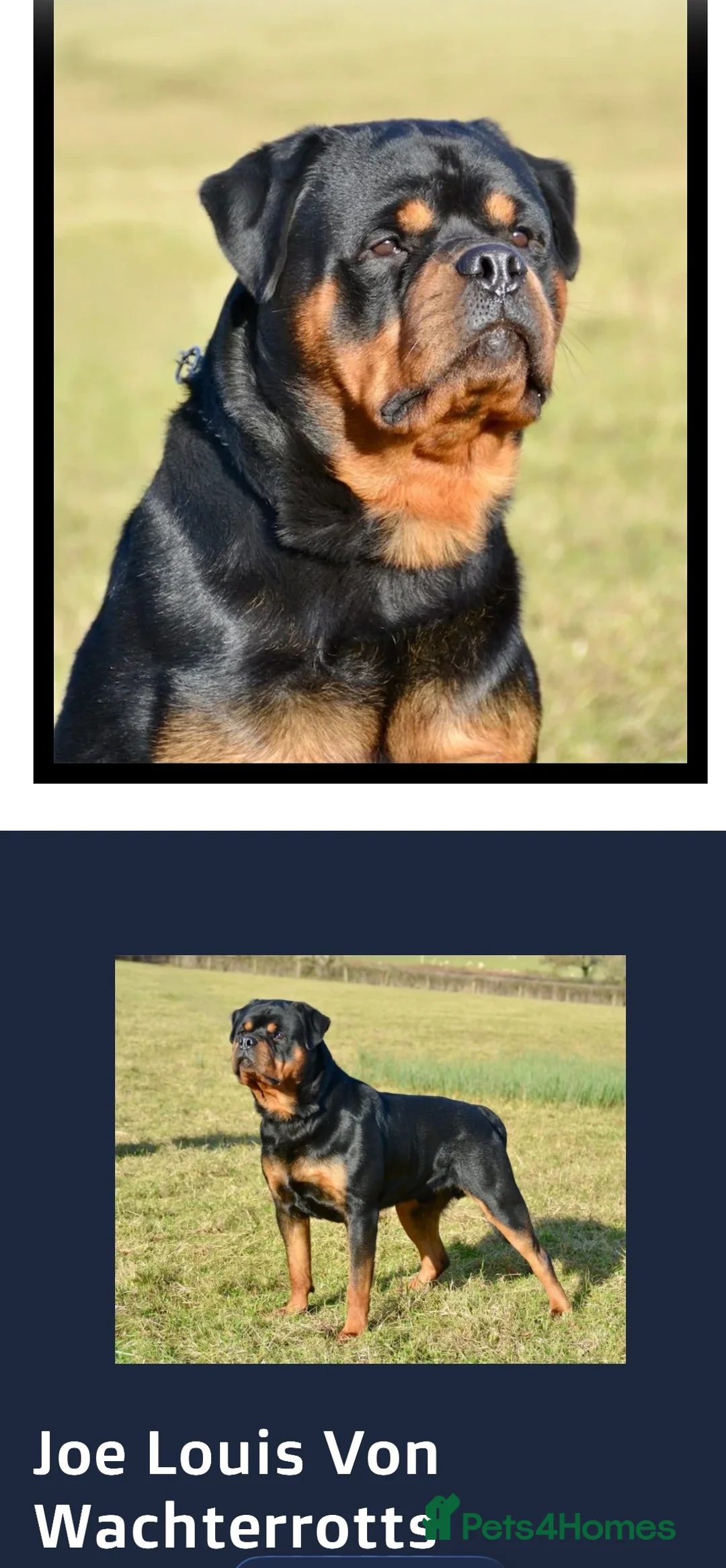 Rottweiler dogs for sale: Stunning KC registered Rottweiler puppies for sale - Advert 10