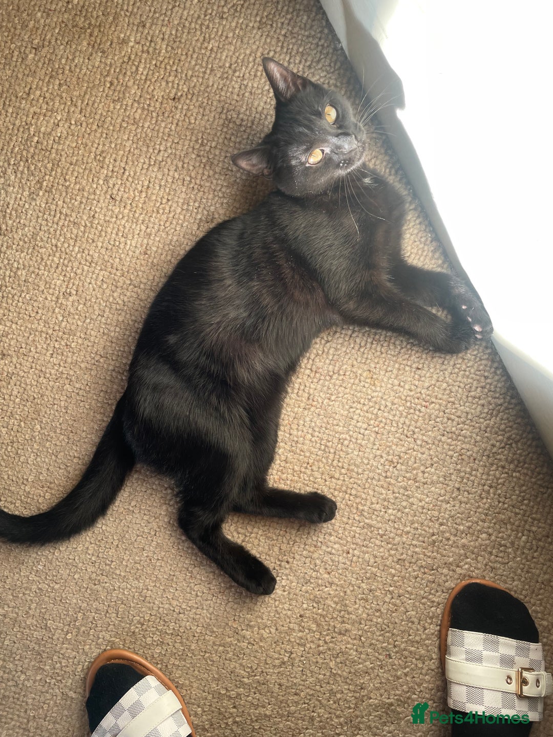 Mixed Breed cats for sale: Black cat 7 months  - Advert 2