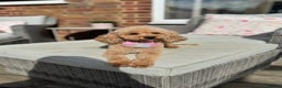 Cavapoo dogs for sale: 🌟 Premium F1bb Toy Cavapoo Puppies 🌟 - Advert 8