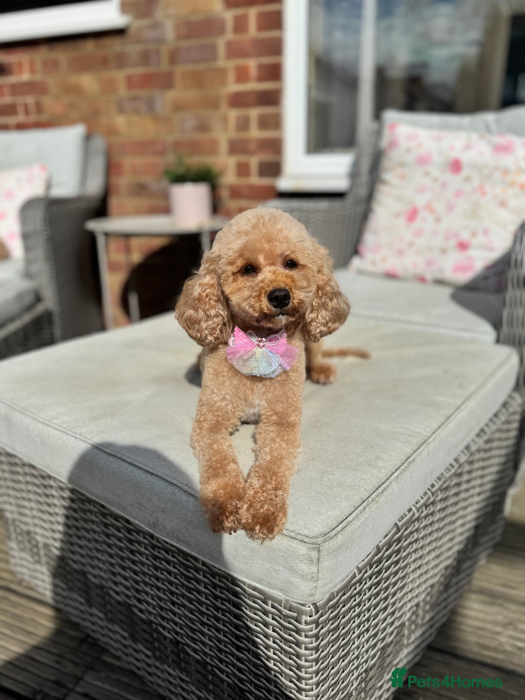 Cavapoo dogs for sale: 🌟 Premium F1bb Toy Cavapoo Puppies 🌟 - Advert 8