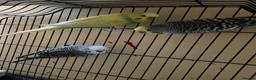 Budgerigars birds for sale: Silly hand tamed baby budgies for sale  - Advert 9