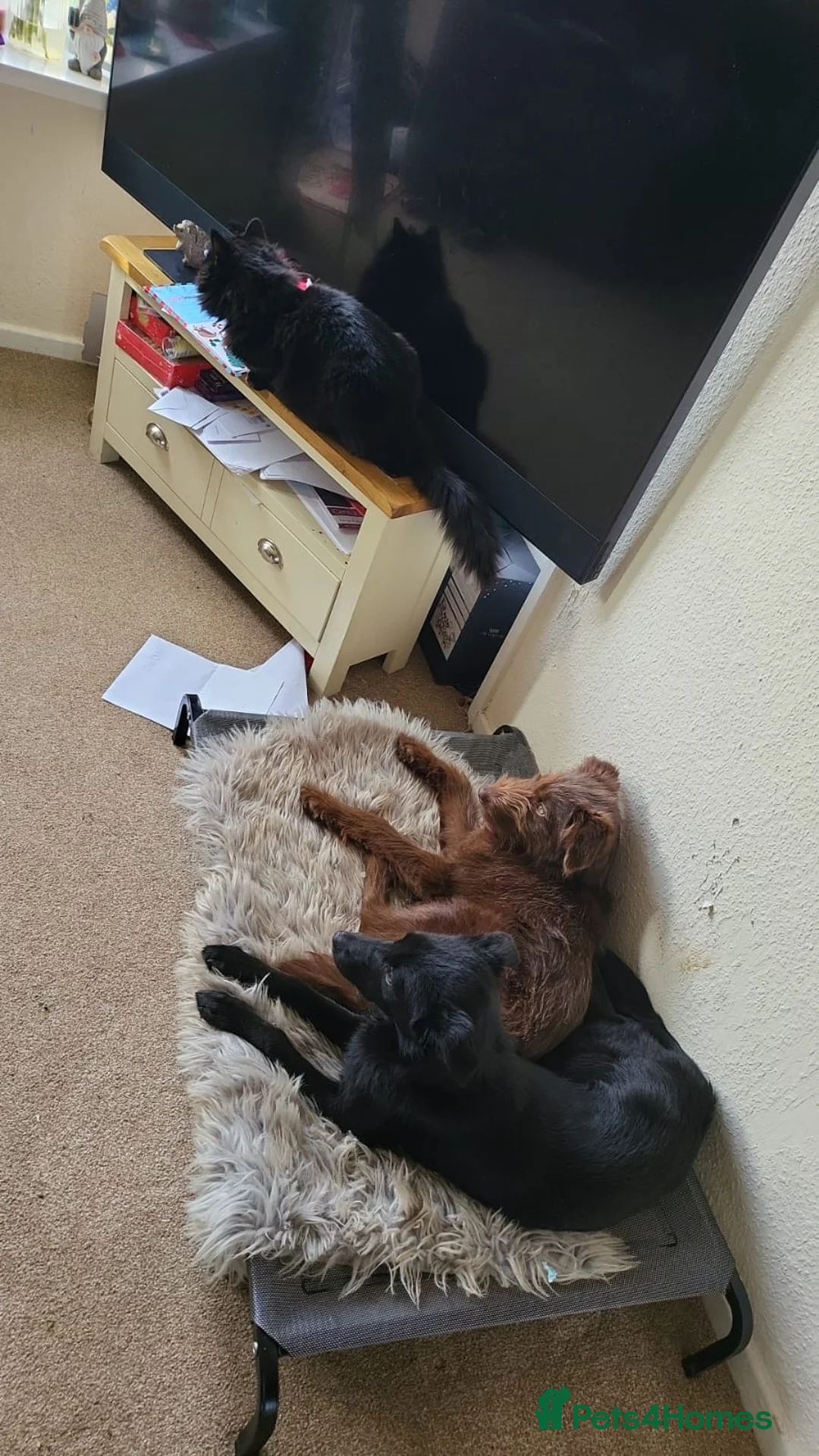 Mixed Breed dogs for sale: Well loved dogs for new home - Advert 5