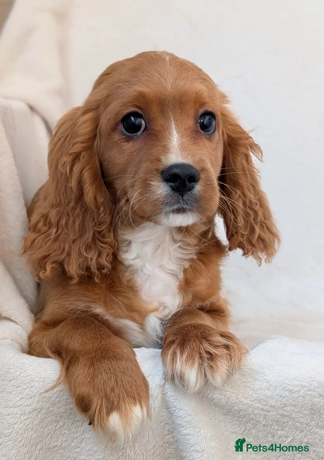 Cavapoo dogs for sale: Adorable (3/4 Cavalier) Cavapoos - Advert 2