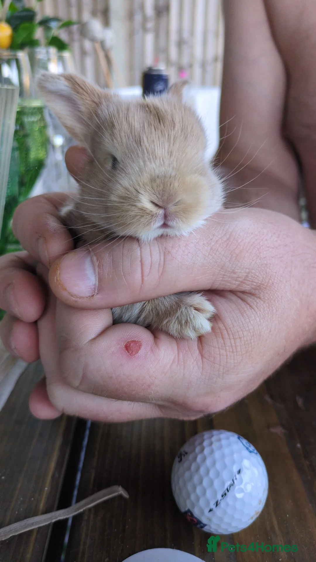 English Lop rabbits for sale: Holland English lop eared rabbits - Advert 10