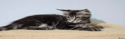 Maine Coon cats for sale: Maine Coons ready now - Advert 7