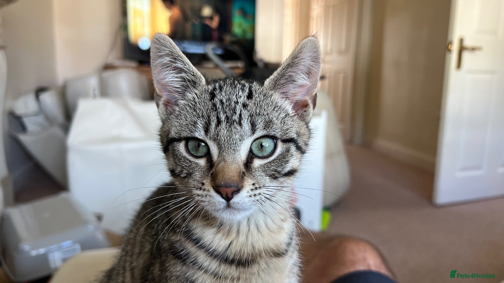 Mixed Breed cats  Bengal Ragdoll Cross Male Kitten  - Advert 2