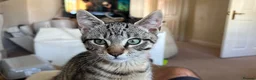 Mixed Breed cats for sale:  Bengal Ragdoll Cross Male Kitten  in Bridlington - Advert 2