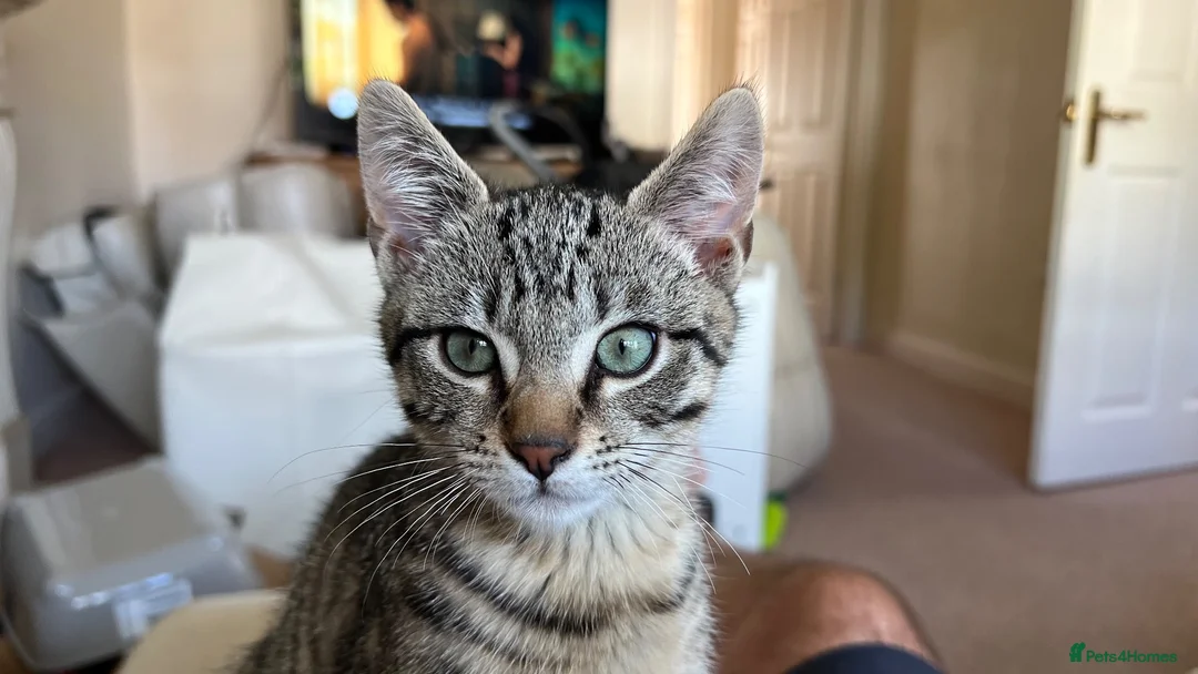 Mixed Breed cats for sale:  Bengal Ragdoll Cross Male Kitten  in Bridlington - Advert 2