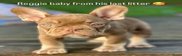 French Bulldog dogs for stud: Now FBCE GOLD! x OFFER- Fertility package inc - Advert 23