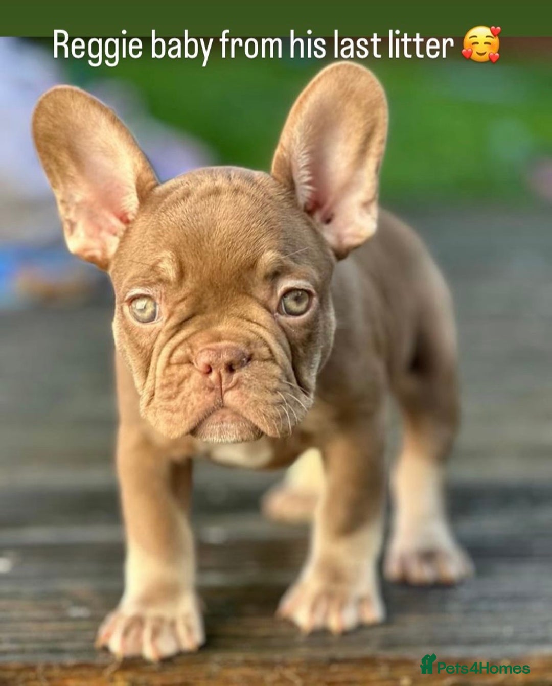 French Bulldog dogs for stud: Now FBCE GOLD! x OFFER- Fertility package inc in Matlock - Image 23