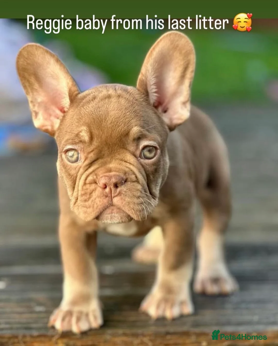 French Bulldog dogs for stud: Now FBCE GOLD! x OFFER- Fertility package inc - Advert 23