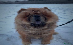 Chow Chow dogs for stud: Kc registered chow chow STUD in Frodsham - Image 2