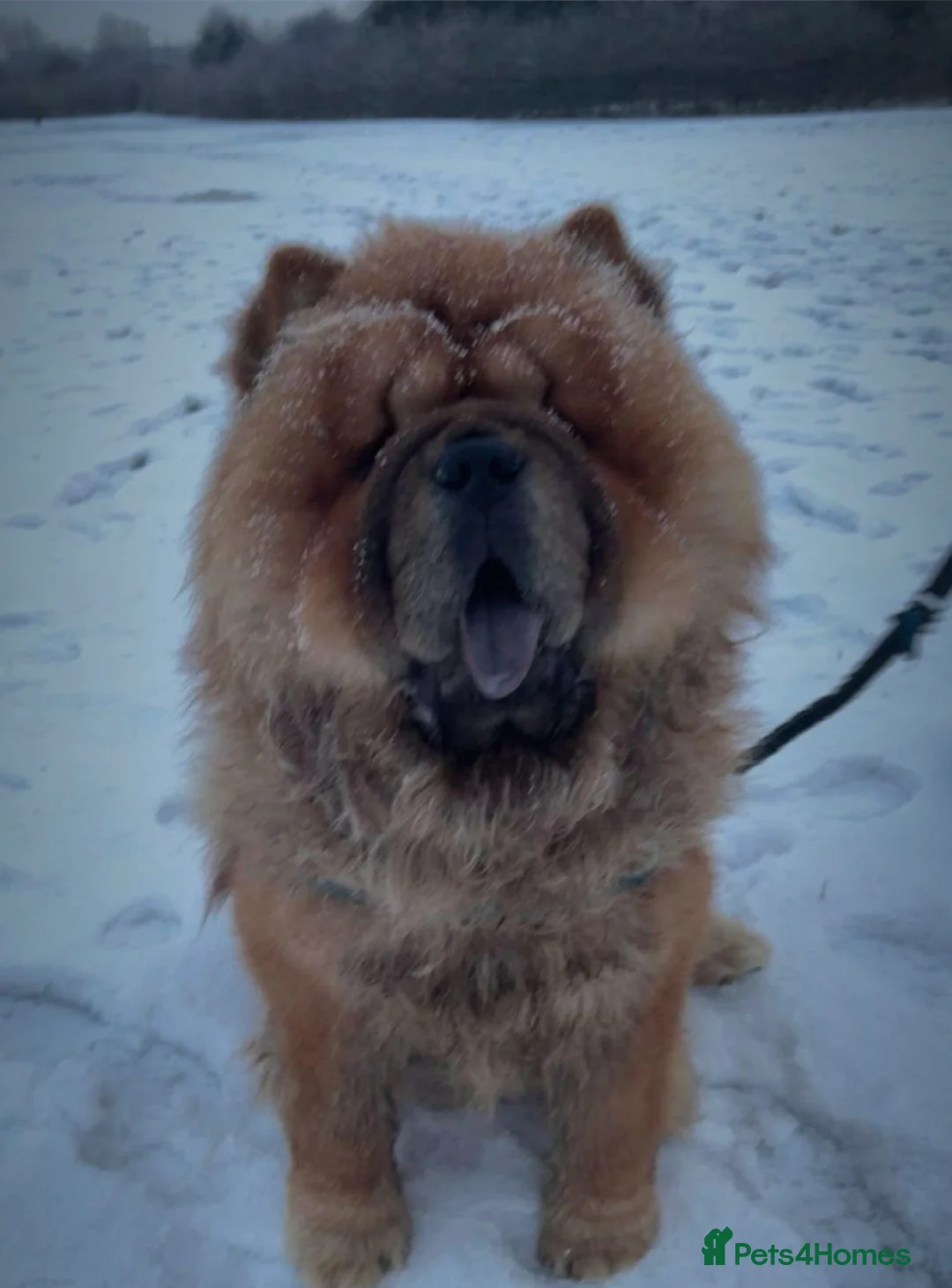Chow Chow dogs for stud: Kc registered chow chow STUD - Advert 2