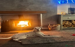 Dalmatian dogs for sale: Gorgeous Dalmatian girl  - Image 9