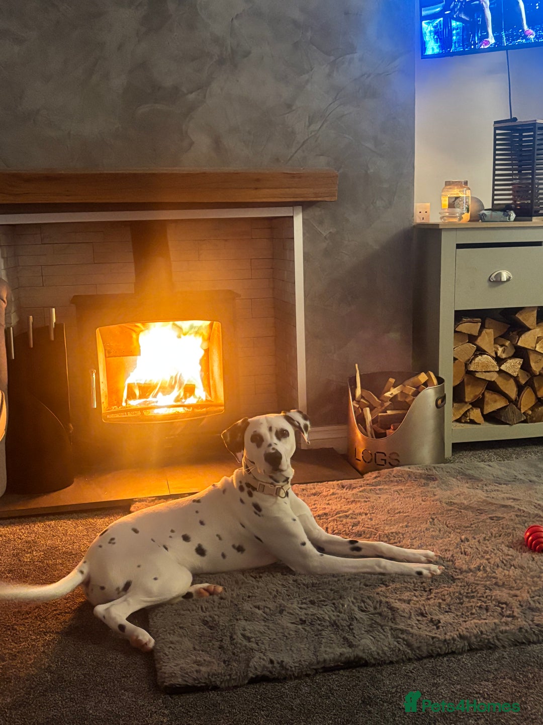 Dalmatian dogs for sale: Gorgeous Dalmatian girl  - Image 9