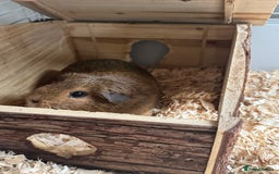 Guinea Pig rodents for sale: 3 x female Guinea pigs - Advert 5