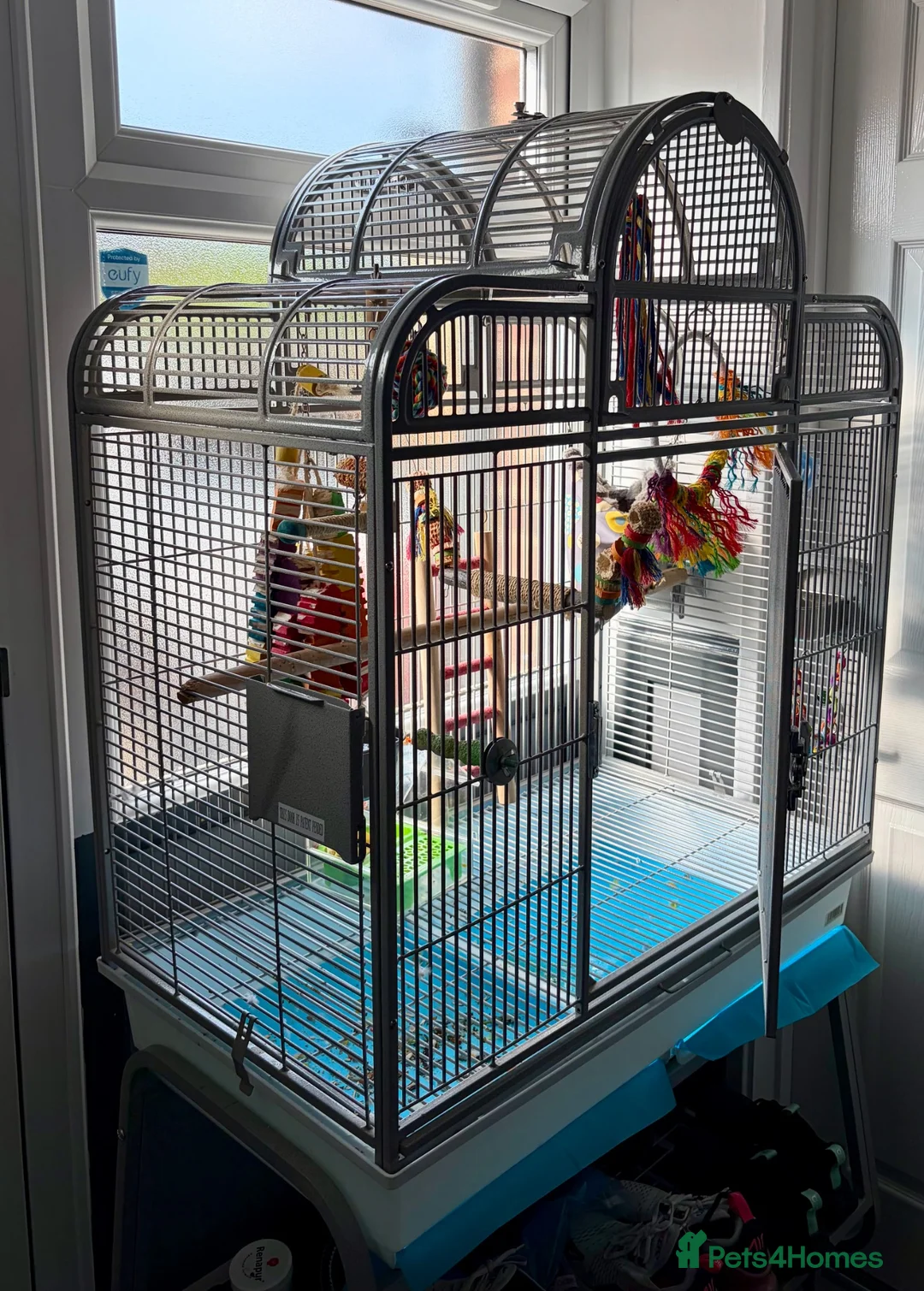 Parrots birds for sale: Lovely Tame Sun Conure Male With Full Set Up  - Advert 3
