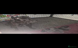 Cane Corso dogs for sale: Cane corso pups - Image 12