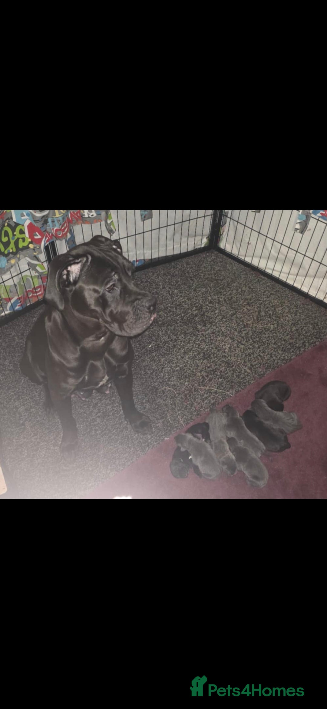 Cane Corso dogs for sale: Cane corso pups - Image 12