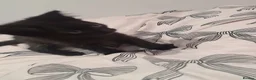 Mixed Breed cats for sale: Kittens - Advert 8