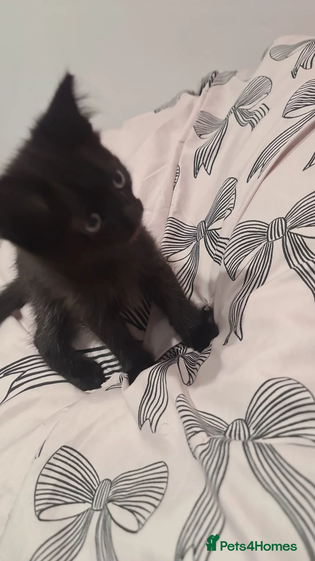 Mixed Breed cats for sale: Kittens - Advert 8