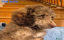 Standard Poodle dogs for sale: KC reg Brown Parti & phantom Standard Poodle pups - Image 3