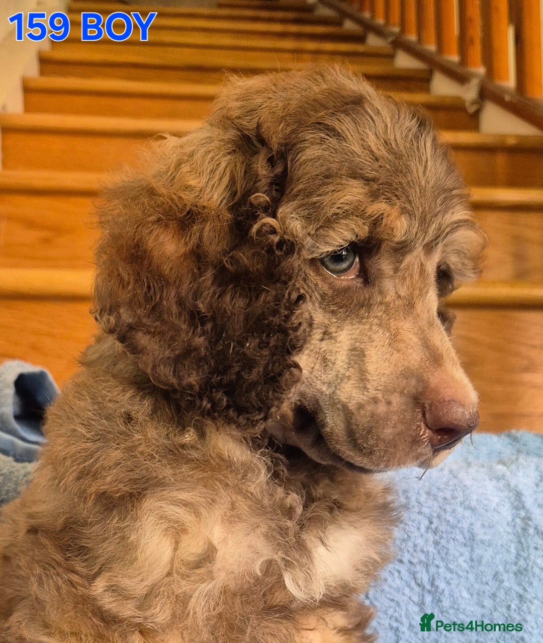 Standard Poodle dogs for sale: KC reg Brown Parti & phantom Standard Poodle pups - Image 3